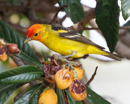 Male Western Tanager perched on a loquat tree