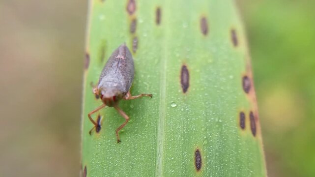 Calodia ostenta (Distant) on a leaf with blurred background, a species of leafhopper from the family Cicadellidae, subfamily Coelidiinae