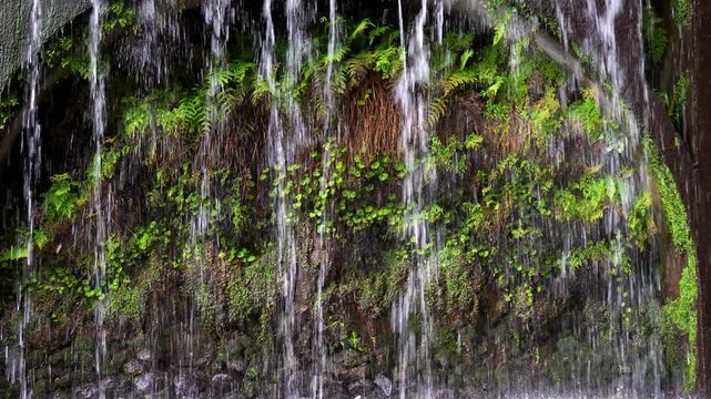 A close-up view of water continuously fall over mossy rocks and various green plants. The mood is calm and refreshing. Use for nature, relaxation or environmental themes