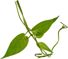 Fototapeta premium Fresh green leaves of Paederia foetida or Skunkvine, herbal medicine plant, isolated.