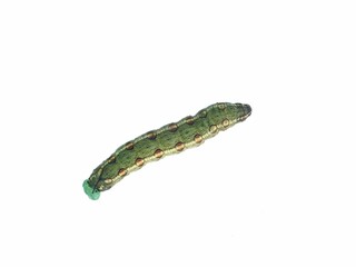 Obraz premium Green hawkmoth caterpillar (Theretra pinnata) isolated on a white background, perfect for nature, biology, and entomology themes