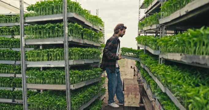 A man moves trays filled with plants in a greenhouse during daylight. He tends to the plants carefully