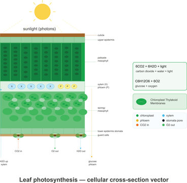 Leaf photosynthesis cellular cross section vector