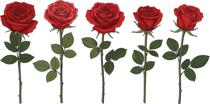Professional long stem red rose vector collection featuring realistic blossoming flowers with green leaves and thorns for romantic Valentine's Day and anniversary greeting card designs.
