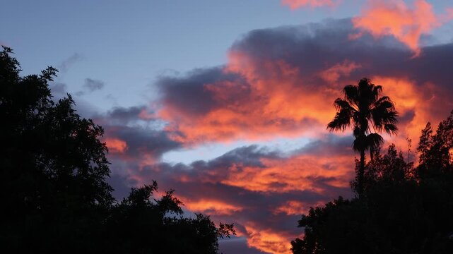 sunrise clouds moving quickly past palm tree