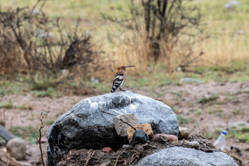 A hoopoe in its natural habitat on a spring day on the shore of Lake Issyk-Kul in Kyrgyzstan © константин константи