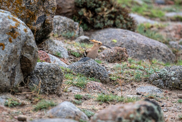 A hoopoe in its natural habitat on a spring day on the shore of Lake Issyk-Kul in Kyrgyzstan © константин константи