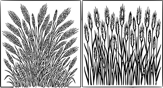 Black ink linocut style wheat grain field silhouette illustration set in framed panels with detailed stalks and ears vector illustration