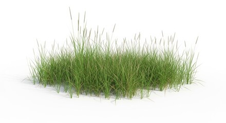 Fototapeta premium Green grass tuft isolated on white background, wild meadow grass patch for architectural visualization, organic lawn plant element