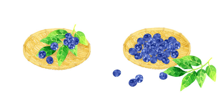 竹ざるに乗ったブルーベリーの果実のセット　フルーツの手描き水彩イラスト素材