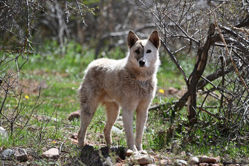 Obraz premium Animals close-up in their natural habitat on a spring day on the shore of Lake Issyk-Kul in Kyrgyzstan