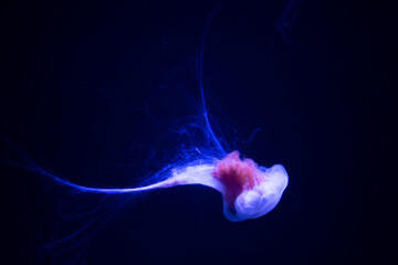 Glowing bioluminescent jellyfish swimming in deep blue water © Ben