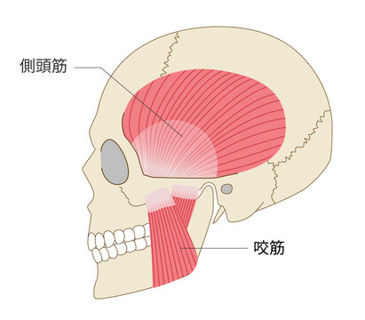 横から見た側頭筋と咬筋の解剖図と頭蓋骨（噛む力に関わる筋肉）