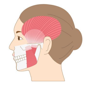 女性の横顔と下顎（あご）の骨と筋肉を重ね合わせた解剖学イラスト