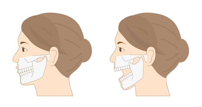 顎を閉じた状態と開いた状態の女性の横顔の解剖学イラストセット