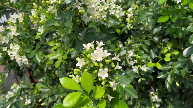 Fragrant White Murraya Paniculata Flowers with Green Leaves