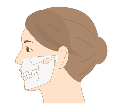 顎を閉じた状態の女性の横顔の解剖学イラストセット