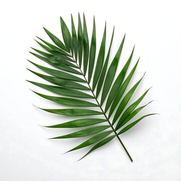 Palm leaf isolated on white background.