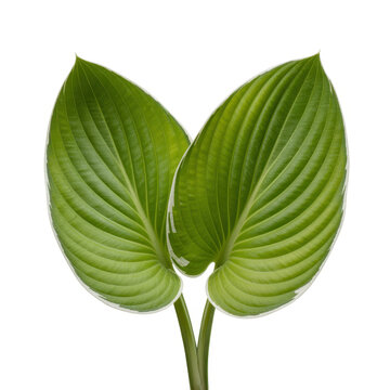 Two large vibrant green hosta leaves with prominent veins isolated on a plain white background