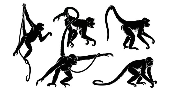 Set of Spider Monkey Silhouettes in Various Poses