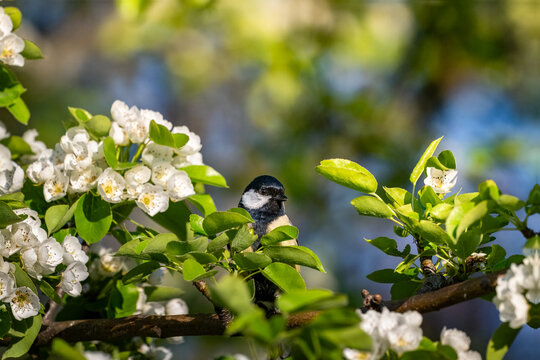 Great Tit Perched Among White Blossom in Spring Light &mdash; Garden Wildlife, Biodiversity and Pollinator Habitat