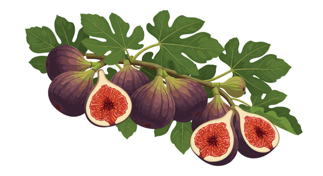 Branch of a fig tree with several ripe purple fruits and large green leaves including sliced figs showing the inside.