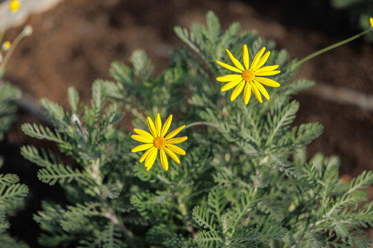 Close-up of blooming Grey-leaved Euryops with yellow petals