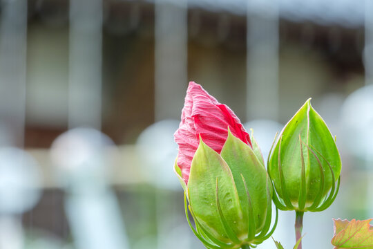 Close-up of vibrant red hibiscus buds and green sepals blooming in summer, showcasing natural growth and botanical beauty
