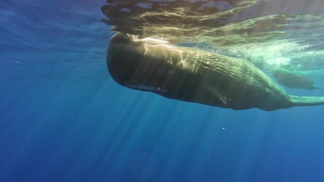 Sperm Whales Swimming Under Surface with Sun Rays