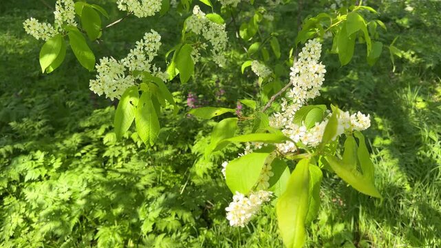 The Bird Cherry Prunus padus flowering tree.