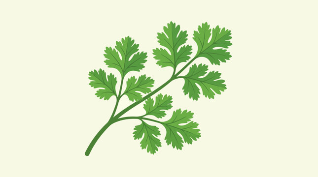 Fresh green parsley herb plant leaf.