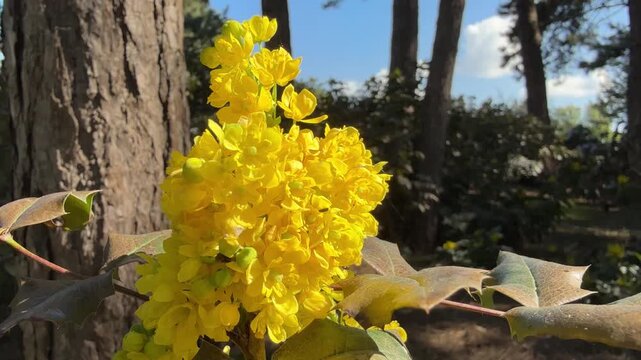 Oregon grape Mahonia aquifolium evergreen shrub with bright yellow flowers.
