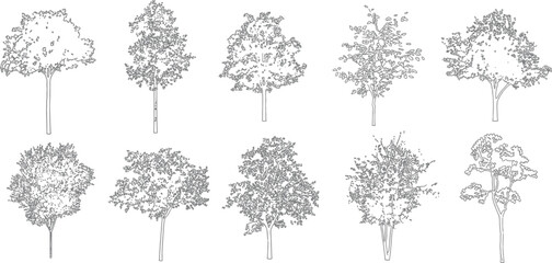 Architectural vector set shrubs bushes trees flowers in elevation view for landscape design © Yousha Jajan