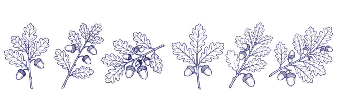 Detailed oak leaf and acorn branch sketches in linear style set of botanical illustrations for nature theme design art.