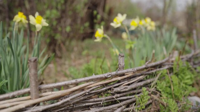 Yellow daffodils blooming behind a rustic woven twig fence in a spring garden. Shallow depth of field captures the charming countryside scene.