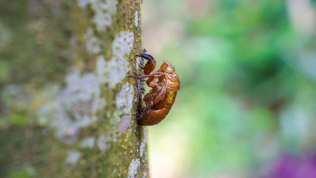 Close-up of Cicada Shell on Tree Trunk in Natural Setting