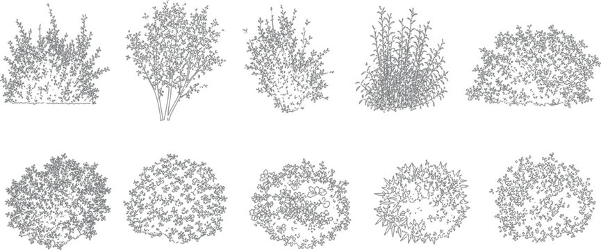 Architectural plants vector set shrubs bushes trees flowers in elevation view for drawings