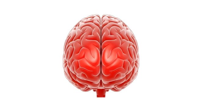 3D red human brain model representing cognitive function and mental health. Neurology and biological science. Anatomical view of a human brain with vivid red texture and detail