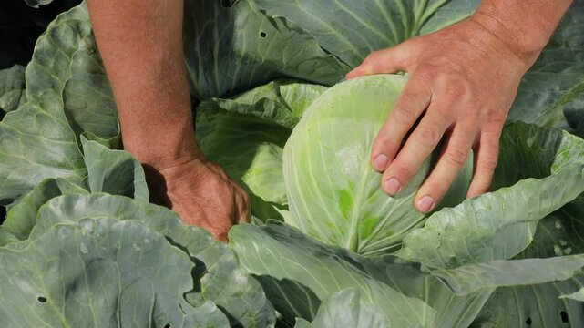 Agronomist opening cabbage head in the field to inspect inner leaves and assess crop maturity and quality, hands checking fresh vegetable during agricultural field inspection