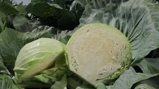 Fresh sliced cabbage head in the field, close-up of green cabbage cut in half with visible inner structure and water droplets, camera moving slowly from top to down revealing organic harvest and natur