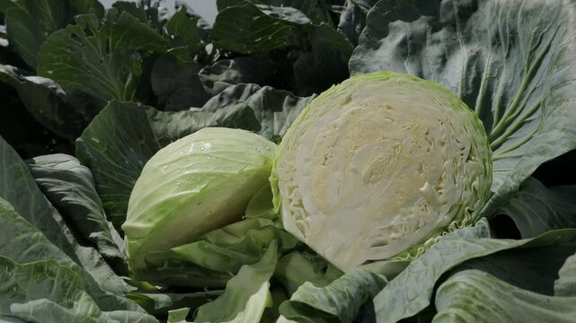 Fresh sliced cabbage head in agricultural field, camera slowly zooming in, detailed view of layered texture, organic vegetable harvest, natural farming concept