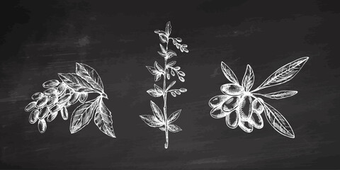 Hand drawn vintage barberry branch berry cluster and leaf botanical sketch set on chalkboard background vector © Mariia Mazaeva