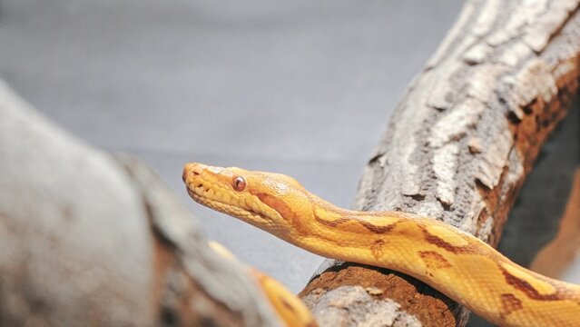 Close up of The reticulated python (Malayopython reticulatus) crawling on tree at night , Singapore.
