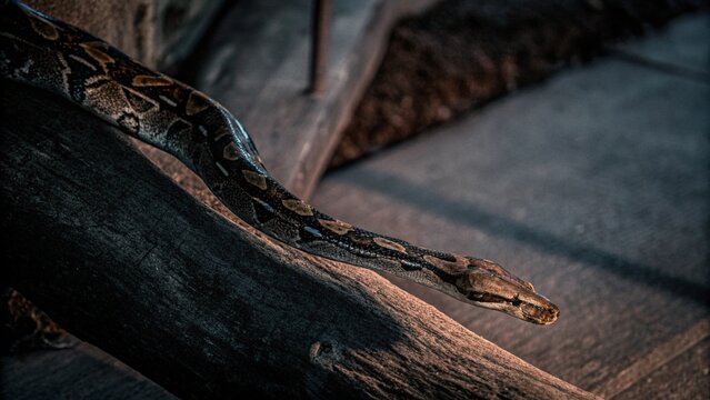 Close up of The reticulated python (Malayopython reticulatus) crawling on tree at night , Singapore.
