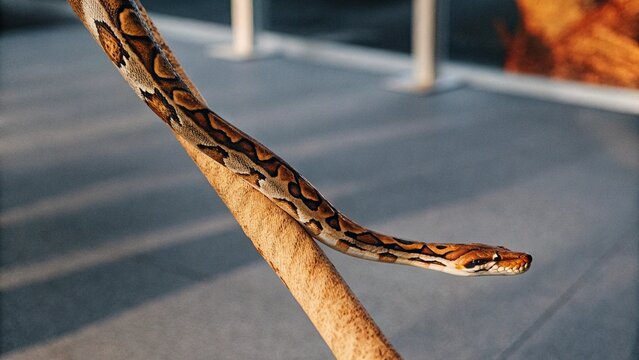 Close up of The reticulated python (Malayopython reticulatus) crawling on tree at night , Singapore.
