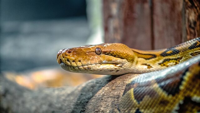 Close up of The reticulated python (Malayopython reticulatus) crawling on tree at night , Singapore.
