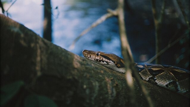 Close up of The reticulated python (Malayopython reticulatus) crawling on tree at night , Singapore.
