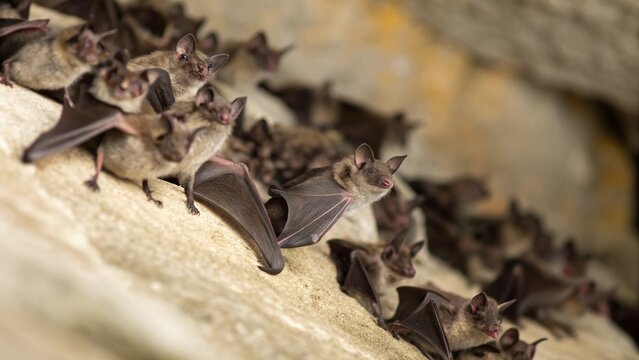 Close up a swarm of  Mexican free-tailed bats or Brazilian free-tailed bats (Tadarida brasiliensis) waiting for the cover of night in cave, Austin, Texas, USA.
