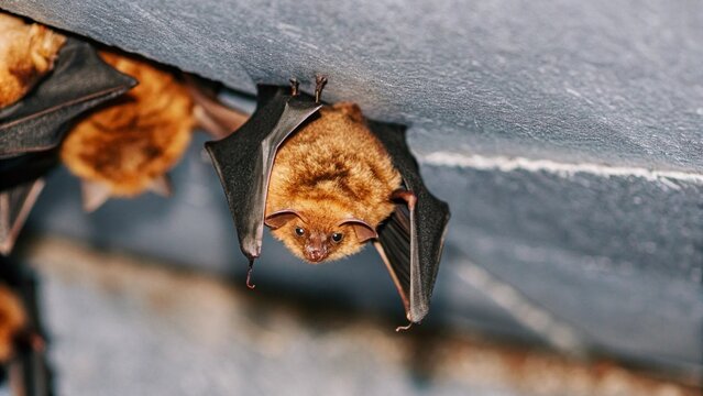 Close up a swarm of  Mexican free-tailed bats or Brazilian free-tailed bats (Tadarida brasiliensis) waiting for the cover of night in cave, Austin, Texas, USA.
