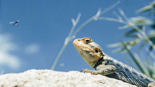 Close up of agama lizard (Agama agama) hunting flies on rock in the Serengeti National Park in Africa.
